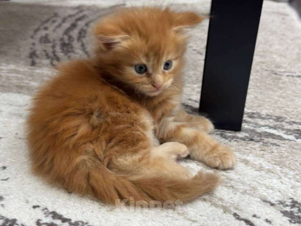 Кошки в Красноярске: Мальчик, рыжий окрас Мальчик, 10 000 руб. - фото 2