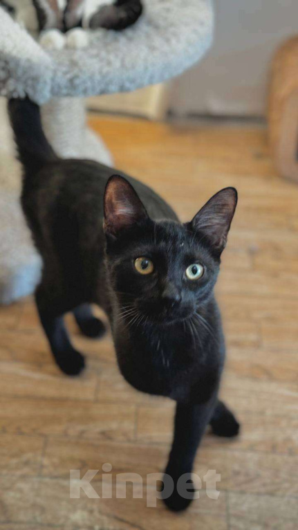 Кошки в Санкт-Петербурге: Багира ищет дом! Девочка, Бесплатно - фото 2