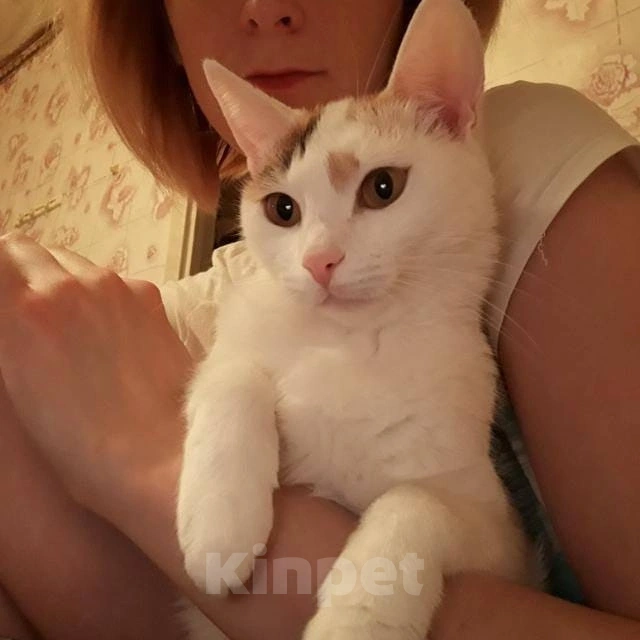 Кошки в Нижнем Новгороде: Отдаю кошку в добрые руки Девочка, 10 руб. - фото 1