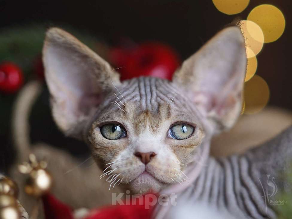 Кошки в Санкт-Петербурге: Девон-рекс девочка Девочка, Бесплатно - фото 1