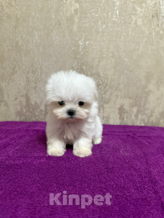 Собаки в Москве: Мини мальчик Мальчик, 40 000 руб. - фото 2