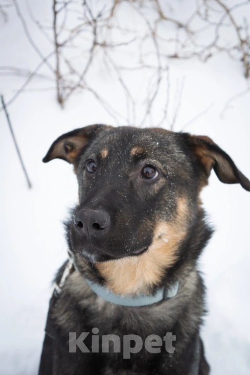 Собаки в Санкт-Петербурге: Компаньон и охранник Дени Мальчик, Бесплатно - фото 1