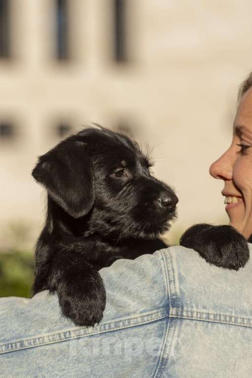 Собаки в Санкт-Петербурге: Щенок Сука ризеншнауцера. Девочка, 65 000 руб. - фото 5