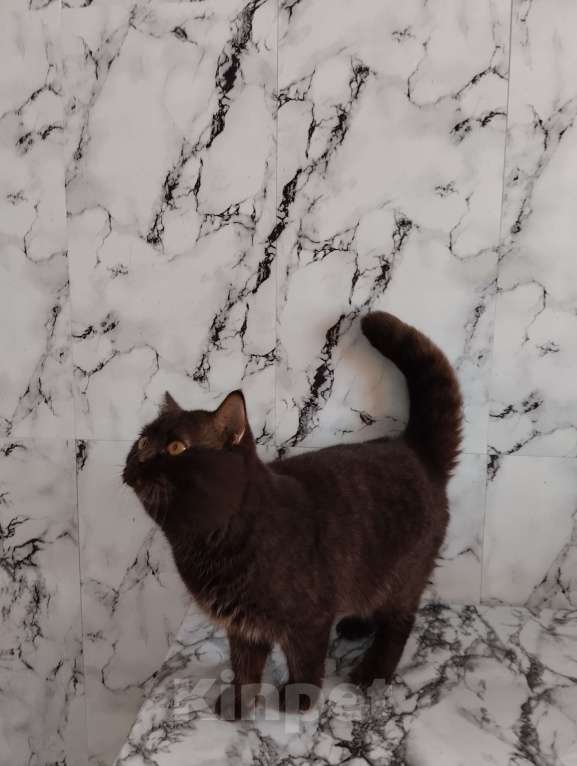 Кошки в Москве: Британский кот окрас шоколад носитель циннамона Мальчик, 40 000 руб. - фото 3
