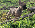 Собаки в других городах Краснодарского края: Щенки французского бульдога  Мальчик, 15 000 руб. - фото 2