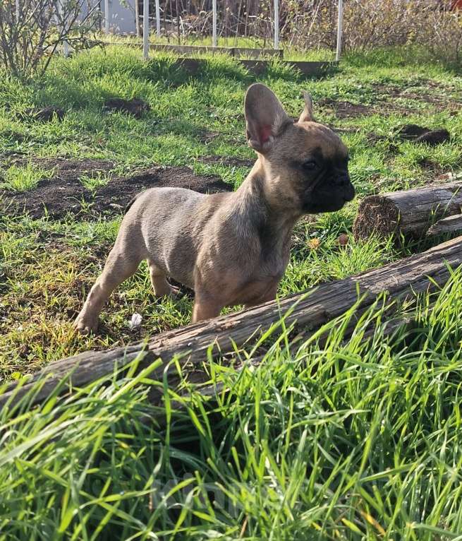 Собаки в других городах Краснодарского края: Щенки французского бульдога  Мальчик, 15 000 руб. - фото 2