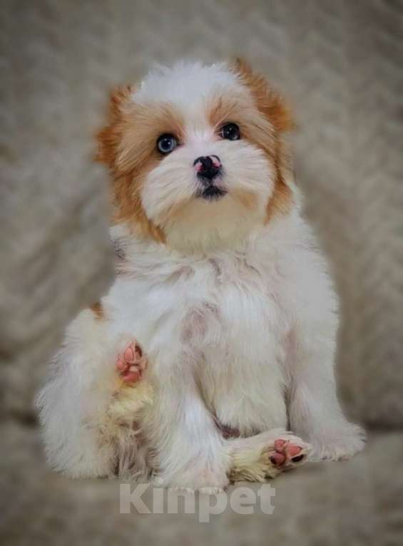 Собаки в Москве: Мальчик Голдберри Диамонд Мальчик, 35 000 руб. - фото 4