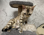 Кошки в Челябинске: Бенгальский котенок (девочка) окрас минк Девочка, Бесплатно - фото 4