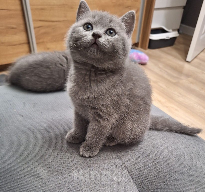 Кошки в Батайске: Котята Девочка, 4 000 руб. - фото 3