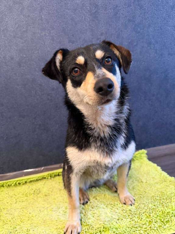 Собаки в Рузе: Мэри в добрые руки Девочка, Бесплатно - фото 10