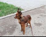 Собаки в Ижевске: Вязка длинношерстный той-терьер, 5 000 руб. - фото 9