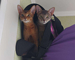 Кошки в Теберде: Вязка, 1 руб. - фото 10