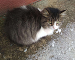 Кошки в Ливны: Наивная красавица Пуша ждет вас..., Бесплатно - фото 5