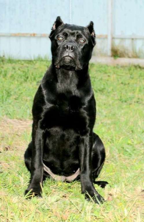 Собаки в Твери: Продам щенков Кане-Корсо, 30 000 руб. - фото 1