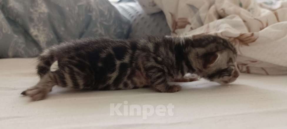 Кошки в Ивантеевке: D001 Девочка, 70 000 руб. - фото 3