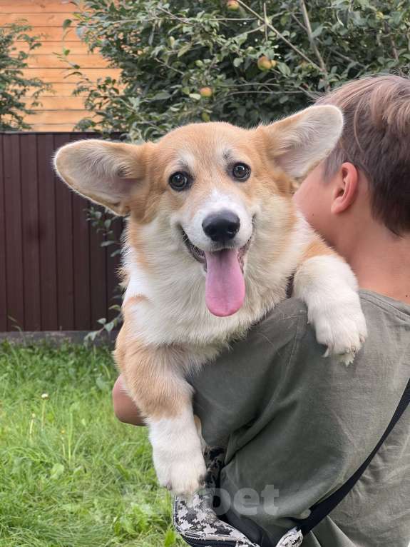Собаки в Новосибирске: Щенок Вельш корги пемброк  Мальчик, 50 000 руб. - фото 5