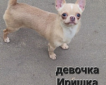 Собаки в Москве: Девочка Чихуахуа лиловая Девочка, Бесплатно - фото 1