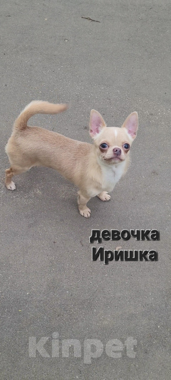 Собаки в Москве: Девочка Чихуахуа лиловая Девочка, Бесплатно - фото 1