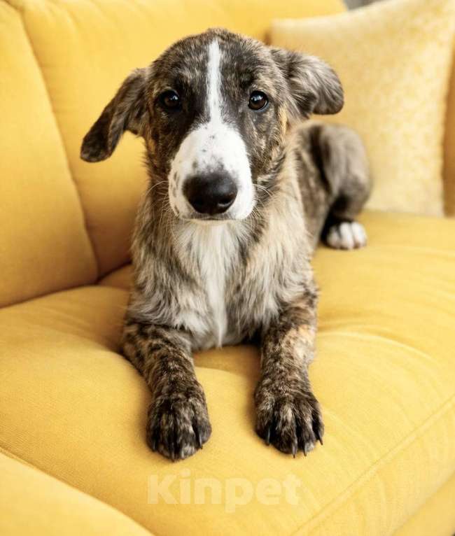 Собаки в Москве: Тигра Терри ищет дом Девочка, Бесплатно - фото 4