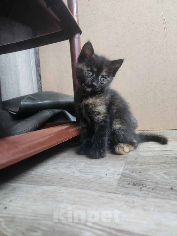 Кошки в Иркутске: Отдам котят Девочка, Бесплатно - фото 3