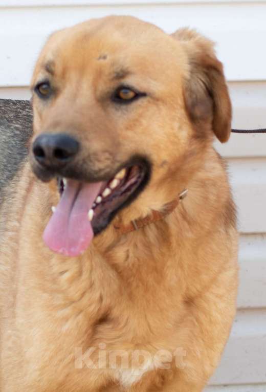 Собаки в Москве: Пес Гризли еще не дождался Своих Мальчик, Бесплатно - фото 2