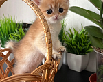 Кошки в Симферополе: Британские котята Девочка, 35 000 руб. - фото 4