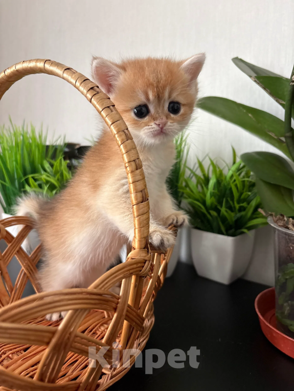 Кошки в Симферополе: Британские котята Девочка, 35 000 руб. - фото 4
