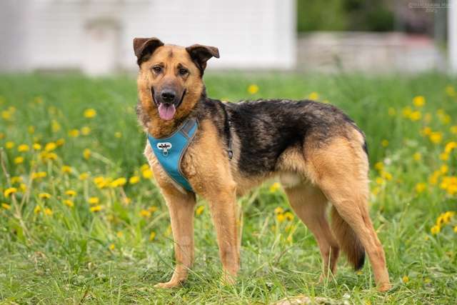 Собаки в Москве: Дарси - преданное сердце тает в приюте Мальчик, Бесплатно - фото 3