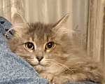 Кошки в Казани: Котенок сибирский Мальчик, Бесплатно - фото 2