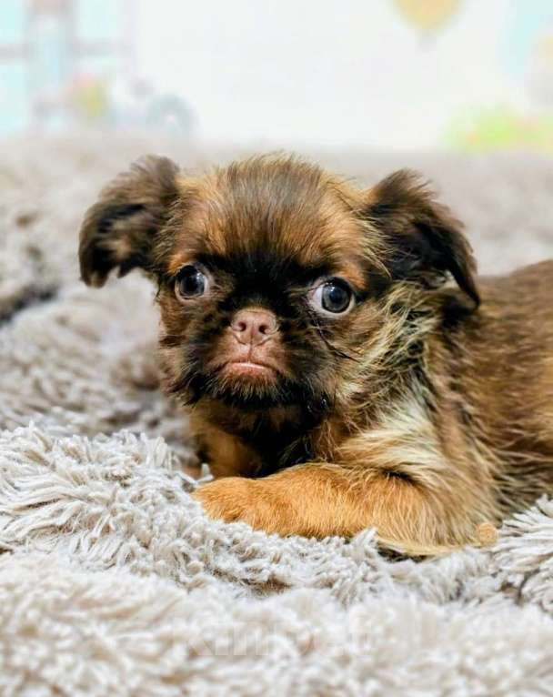 Собаки в Москве: Шоколадный грифон Мальчик, Бесплатно - фото 2