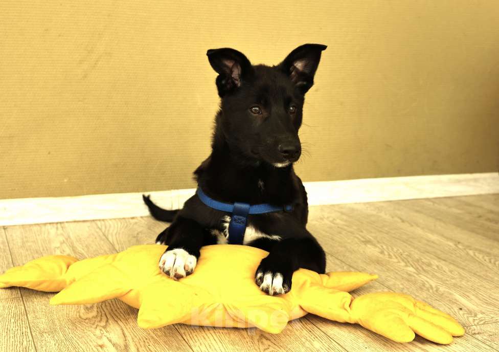 Собаки в Москве: Щенок бесплатно в Москве Мальчик, Бесплатно - фото 5