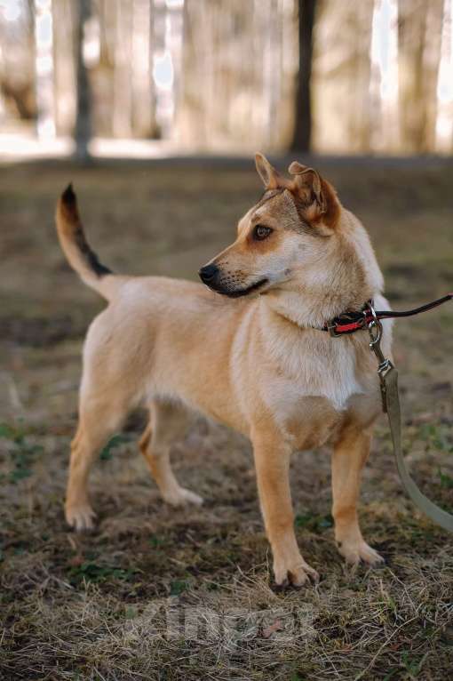 Собаки в Санкт-Петербурге: Малютка Фиби из приюта в добрые руки Девочка, Бесплатно - фото 10