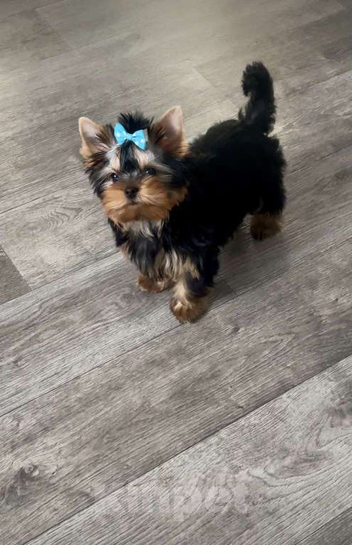 Собаки в Иркутске: Кукольные щеночки йорков Мальчик, 75 000 руб. - фото 7