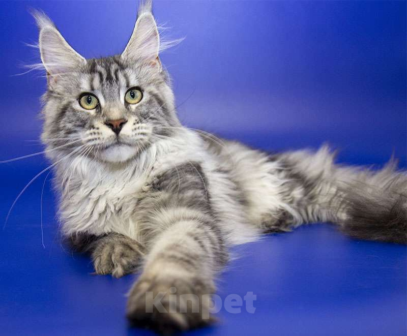 Кошки в Москве: Мейн кун, девочка, подросток. Девочка, 15 000 руб. - фото 4