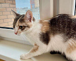 Кошки в Москве: Лика - трехцветная, нежная, теплая, добрая кошка в добрые руки Девочка, Бесплатно - фото 7