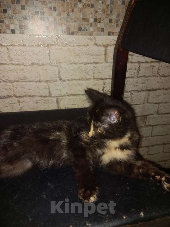 Кошки в других городах Московской области: Девочка в поисках семьи. Девочка, Бесплатно - фото 5