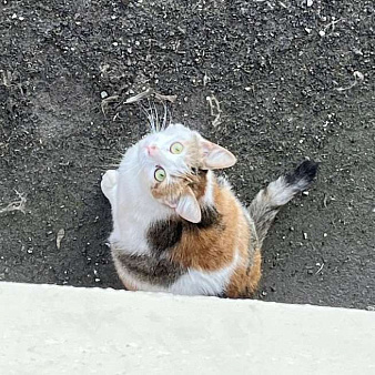 кошка Дофаминка в добрые руки