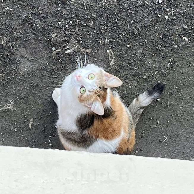 Кошки в Москве: кошка Дофаминка в добрые руки Девочка, Бесплатно - фото 1