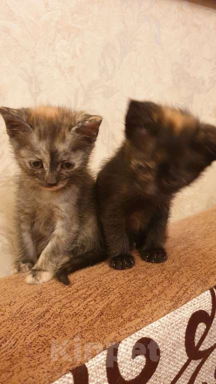 Кошки в Химках: Кошечка Девочка, 1 руб. - фото 1