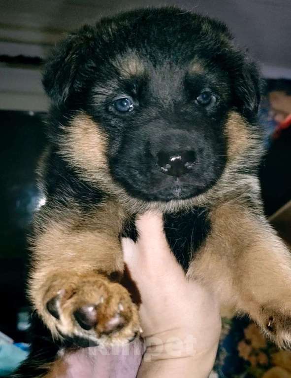 Собаки в Апрелевке: Щеночки немецкой овчарки Мальчик, 35 000 руб. - фото 3