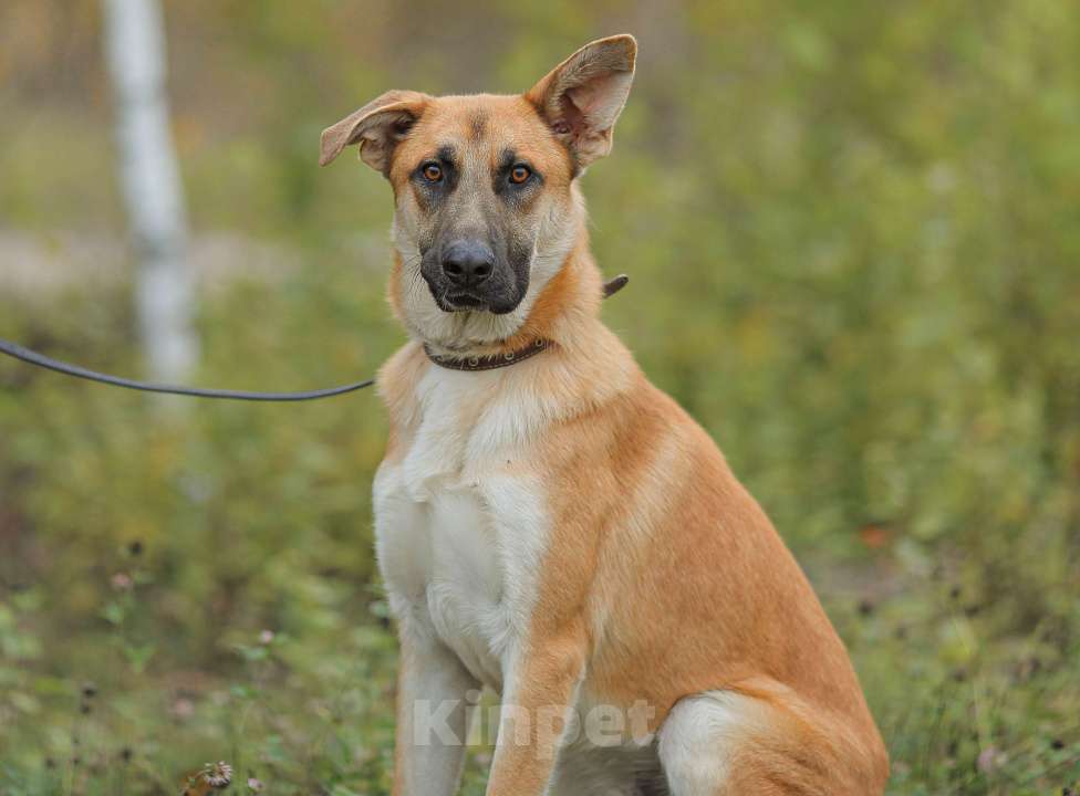 Собаки в Москве: Честер. Красавец пес Мальчик, Бесплатно - фото 4