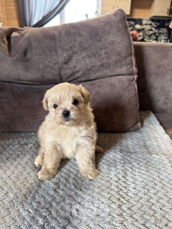 Собаки в Новосибирске: Мальтипу f1 Девочка, 80 000 руб. - фото 5