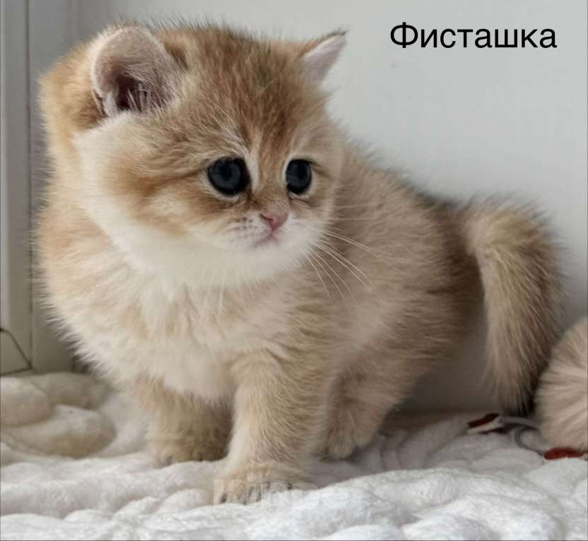 Кошки в Ковровом: Британские золотые шиншиллы с документами  Девочка, 50 000 руб. - фото 2