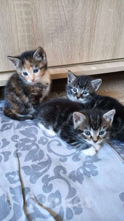 Кошки в Санкт-Петербурге: Котята ищут свой дом Разнополые, 100 руб. - фото 1