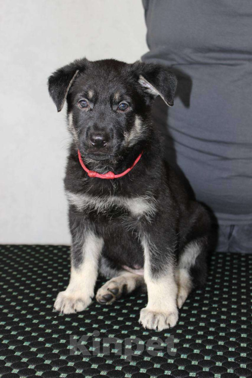 Собаки в Красноярске: Щенок ВЕО Нуар Леди Девочка, Бесплатно - фото 4