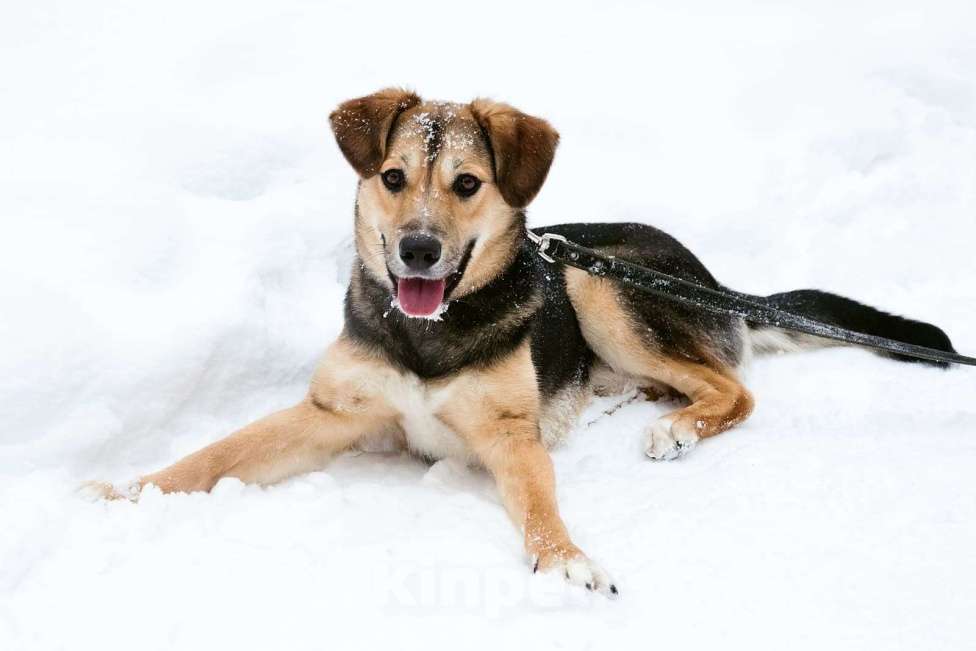 Собаки в Москве: Джуд Мальчик, Бесплатно - фото 3