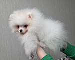 Собаки в Челябинске: Померанский шпиц девочка Девочка, Бесплатно - фото 2
