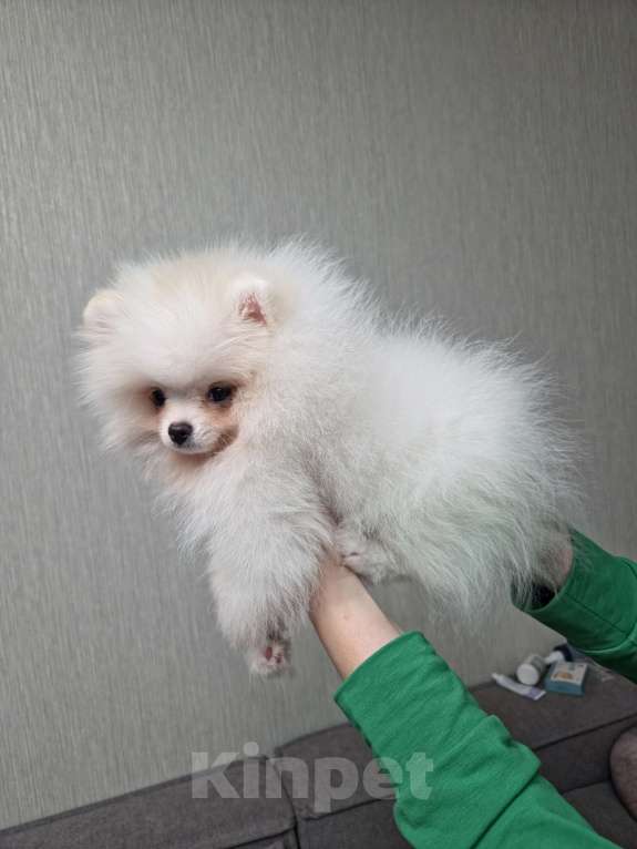 Собаки в Челябинске: Померанский шпиц девочка Девочка, Бесплатно - фото 2