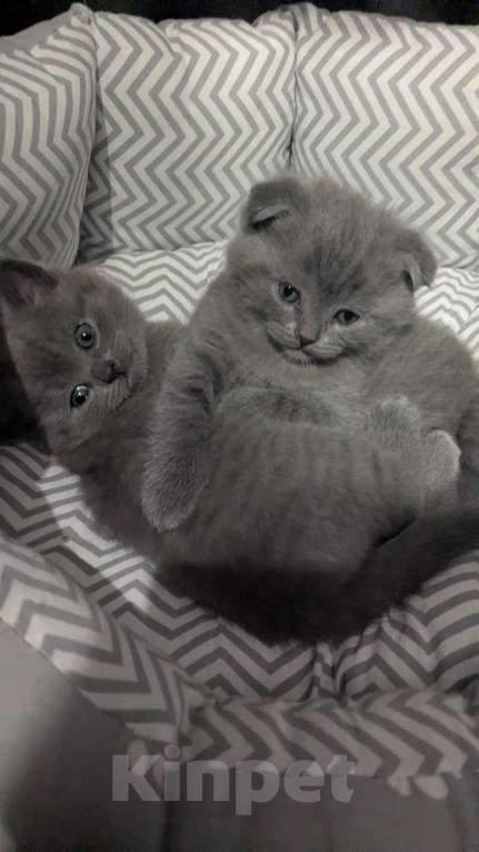 Кошки в Москве: Шотландские Котята Мальчик, 20 000 руб. - фото 2