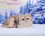 Кошки в Красноярске: Британская кошка. Девочка Девочка, 25 000 руб. - фото 4